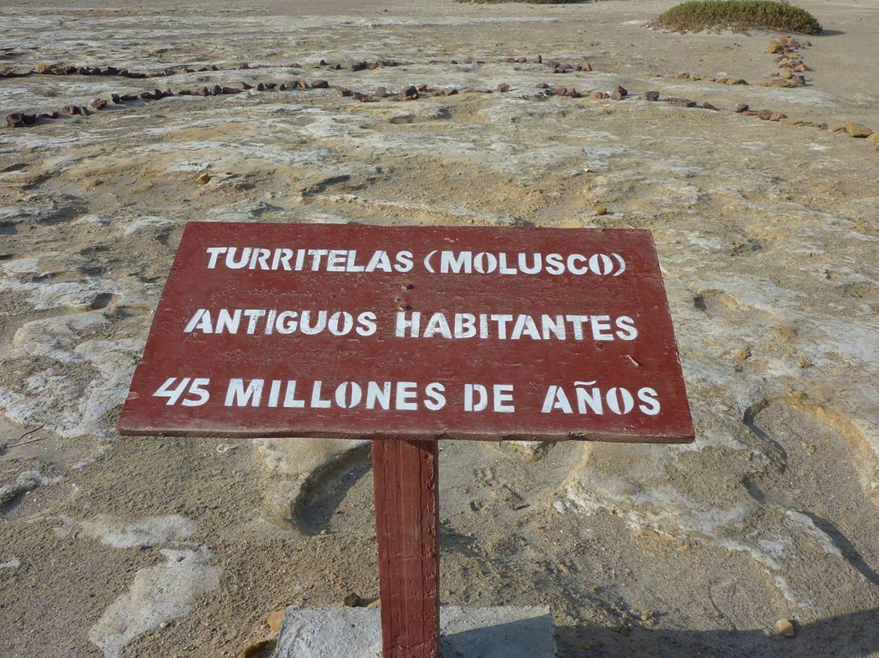 fosiles-turritelas-reserva-natural-de-paracas-peru