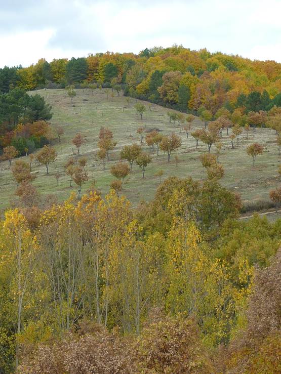 frutal-en-matriz-forestal-hurdes-ibor