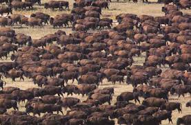 grandes-manadas-de-bufalos-praderas-americanas-lakota-society