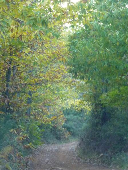 hurdes-ibor-camino-forestal