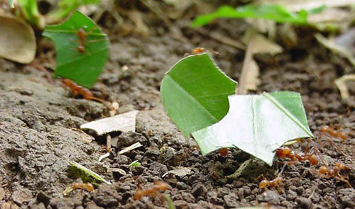ingenieros-del-suelo-en-el-bosque-tropical