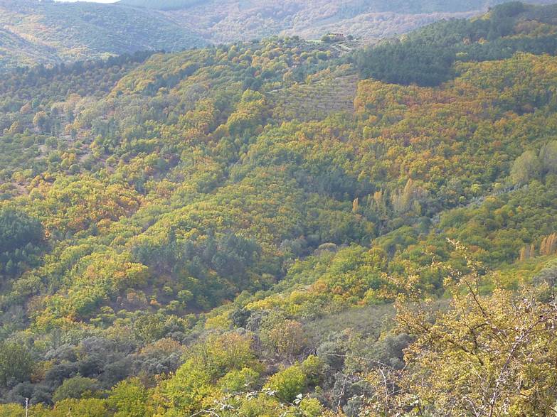 masa-forestal-mixta-hurdwes-ibor