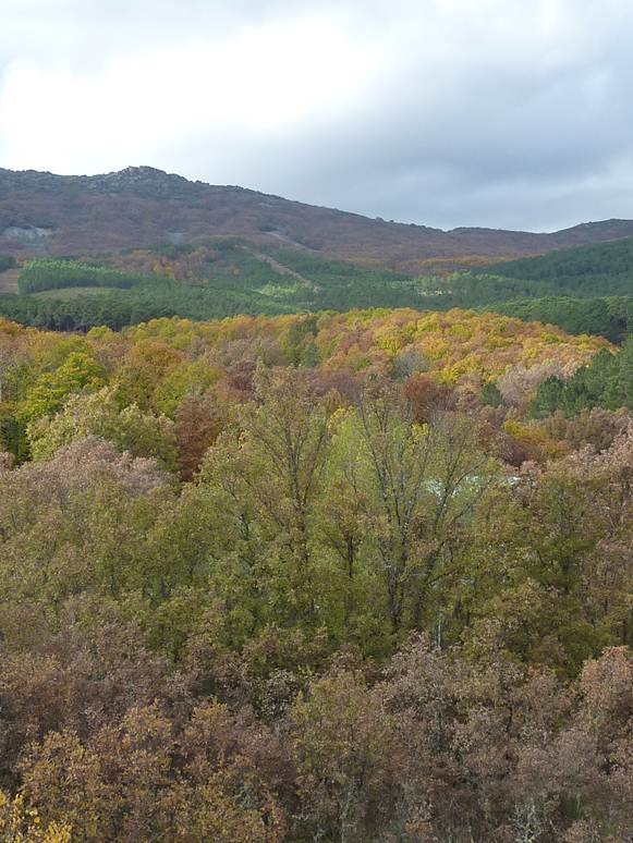 mosaico-bosques-hurdes-ibor