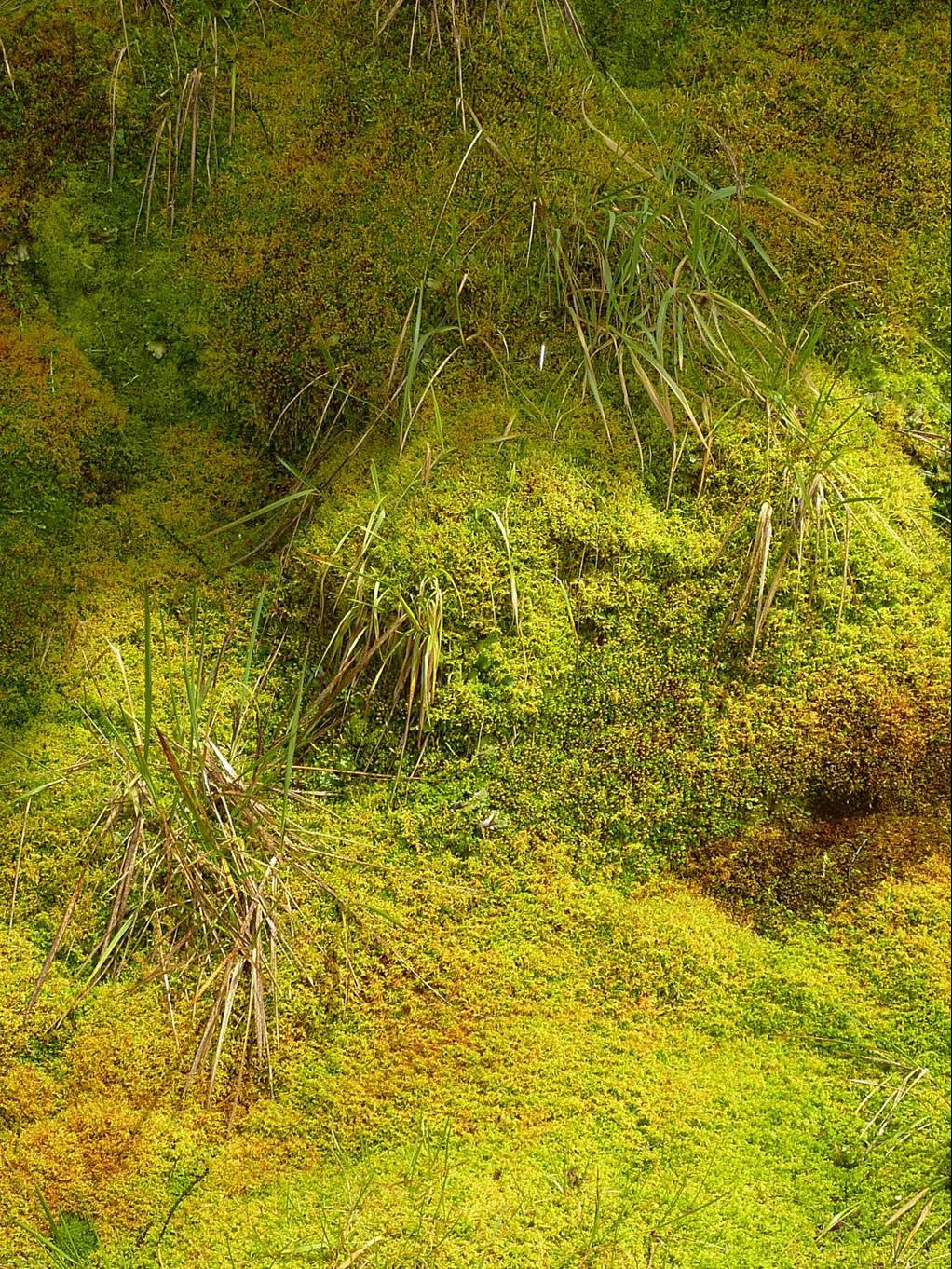 paisaje-muscinal-nevado-del-ruiz-colombia-autor-juan-jose-ibanez