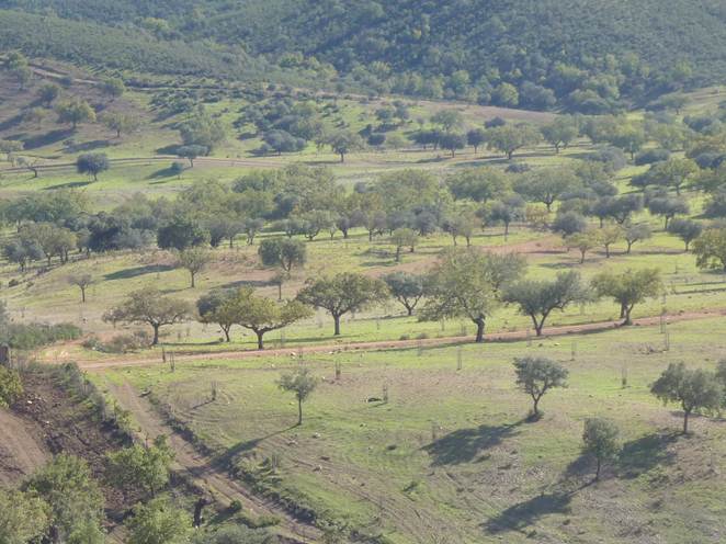 pto-san-vicente-dehesa