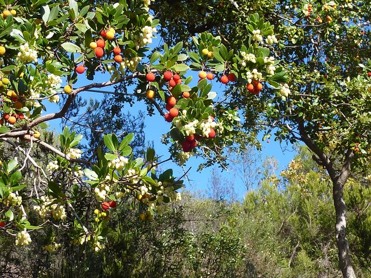 pto-san-vicente-madrono-fruto-y-flor