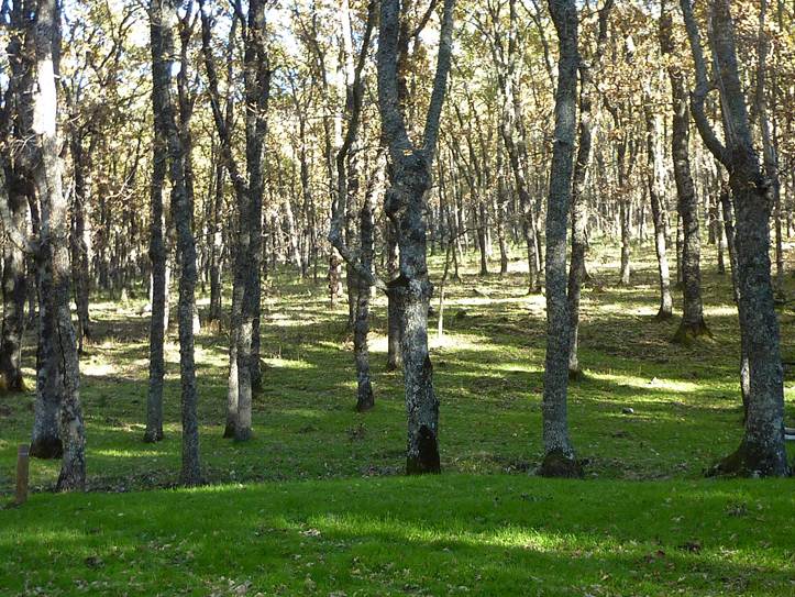 robledal-castellano-hurdes-ibor