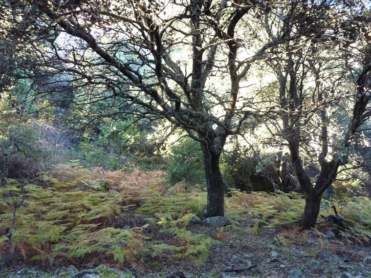 robledal-encinar-alcornocal-hurdes-ibor