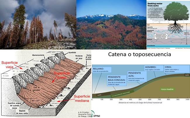 sequia-caifornia-agua-profunda-y-bosques-muertos