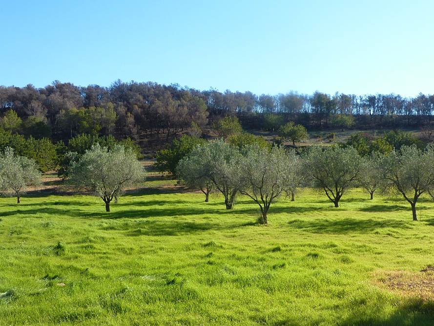 serranos-olivares