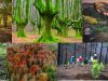 Bosques-jardin
