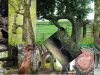 Inosculacion-arboles