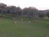 alia-dehesa-ovino
