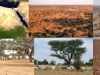 arboles-de-los-desiertos