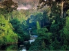 bosque-amazonico