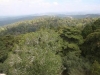 bosque-mixto-encinas-pinos-fuente-100-bosques