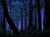 bosque-nocturno-diversidad-oscura-pixdaux