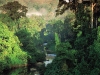 bosque-tropical-de-belize-tropical-broadleaf-evergreen-forest-the-rainforestroebuckclasses-com-rainforest