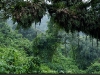 bosque-tropical-fuente-argentina-salta