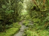bosques-naturales-nueza-zelanda-fuente-giant-bomb