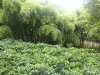 bosquete-de-bambu-al-fondo-plantacion-de-cafe-al-frente-fuente-pereira-colombia