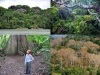 bosues-tropicales-y-sequia-panama