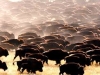bufalos-praderas-americanas