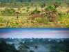 cerrado-vs-bosque-supresion-fuego