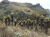 ecosistema-de-frailejon-en-el-nevado-del-ruiz-colombia-1
