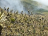 Vegetación Parael-sub-paramo-de-la-cordillera-occidental-frailejones-en-el-nevafo-del-ruiz-occidentales