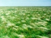 estepa-ucraniana-fuente-bp-blogspot-com_askanianovabiospherereservesteppe