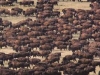 grandes-manadas-de-bufalos-praderas-americanas-lakota-society