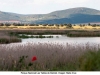 humedales-tablas-de-daimiel-espala-mncn-csic