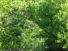 Manglar de Tilpa, vista interior 2. Foto: Juan José Ibáñez