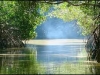 Manglares de Yucatán. Fuente: lareserva.com