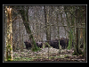 o_Bosque primario Bialowieza