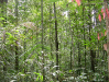 o_Bosque tropical