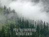 o_Coniferous forest