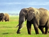 o_Copia de elephan Sabanh
