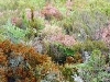 o_Fynbos shrubs