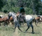 o_Paisaje Urugaygaucho