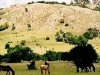 o_Paisaje ganadero Uruguay