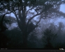 o_Rain Forest Borneo NaG