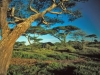 o_Serengeti Kodiak