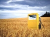 o_Switch grass