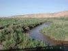 o_Tamarix_monoculture infectattion California