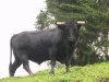 o_Toro de Lidia