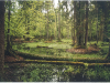 o_primeval forest