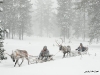 Reindeer sledges in snowstorm (Yllas, Lapland, Finland, Nordic countries, Europe - Arctic)