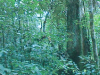 o_selva amazonica sotobosque